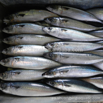 Pescado de caballa del Pacífico congelado chino para alimentos enlatados